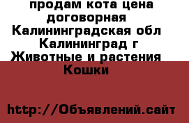 продам кота цена договорная - Калининградская обл., Калининград г. Животные и растения » Кошки   